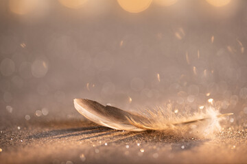 Creative image of a feather in pastel colors against a background of abstract glitter lights. silver and white. defocused.