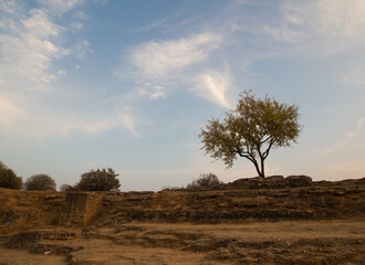 Obraz premium A lonely dry tree in front of hot yellow sunset sunny sky. A meditative scenic calm mood photo taken in Agrigento, Sicily, Italy. Good for wallpaper or background.