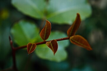 close up of a branch of a tree with red leaves and green leaves