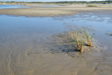 Grasbüschel am Strand von der Nordseeinsel Borkum