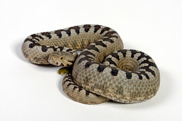 Transcaucasian sand viper, Armenian sand viper // Transkaukasische Hornotter (Vipera transcaucasiana)