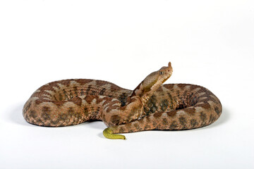 Nose-horned viper // Europäische Hornotter (Vipera ammodytes meridionalis)