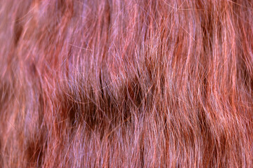 Henna shiny red ginger slightly wavy hair background and texture up close. Luxurious healthy long female curly curls back view. Hair design and dermatology. Exterior beauty care, healthy curls concept