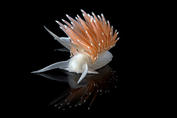 Himatina trophina nudibranch