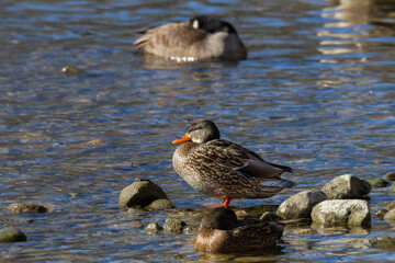 Female mallard standing on a rock in a river