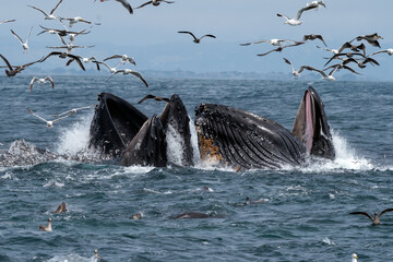 Fototapeta premium Humpback Whales Lunge Feeding - Monterey Bay, California