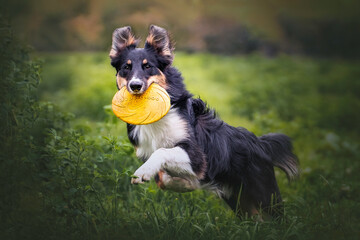 Border Collie in Bewegung