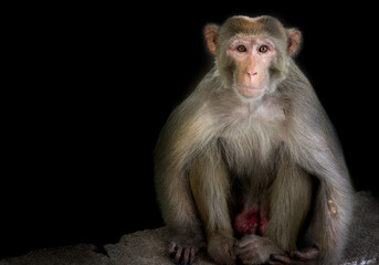 Portrait of the Rhesus Macaque Monkey in dark background, they are  brown primates or apes and are also known as Macaca or Mullata