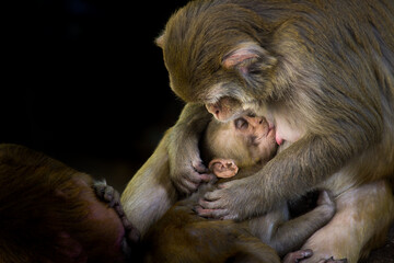 Portrait of a baby Rhesus Macaque Monkey in her mother arms Drinking Mother's milk so cute and adorable.