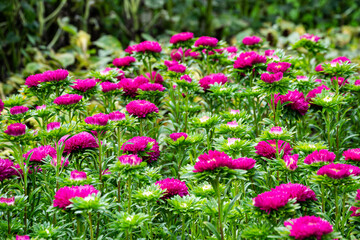 Bright pink asters in the middle of green leaves in the garden bed.