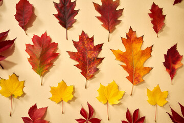 Autumn background with red, yellow and orange leaves