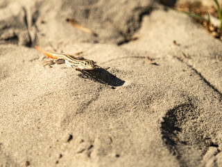 Reptil en la arena. Lagartija.