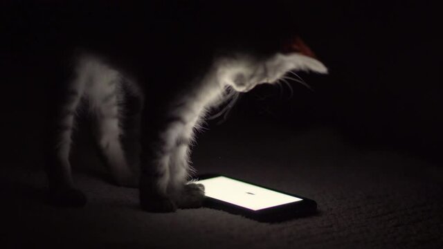 Adorable tabby kitten watching video of mouses on the smartphone in the dark and trying to catch it