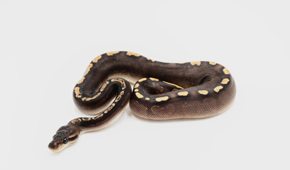 Royal Python on white background