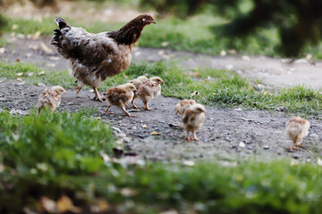 Hen with group of little chickens