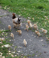 Hen with group of little chickens