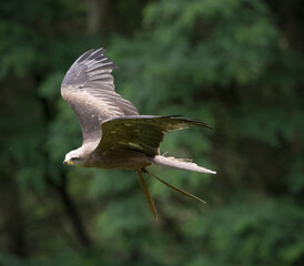 A raptor while flying in a falcrony in saarburg, copy space