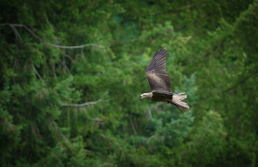 A raptor while flying in a falcrony in saarburg, copy space