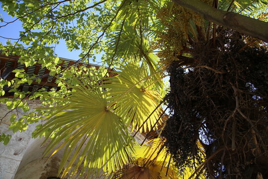 palm tree jungle