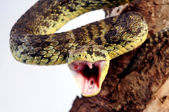 Green bush viper // Gr&uuml;ne Buschviper, Rankschuppige Buschviper (Atheris squamigera)