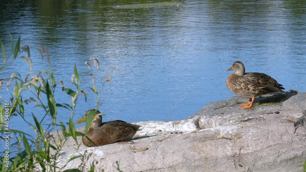 Sticker Two ducks on the riverside on a sunny day