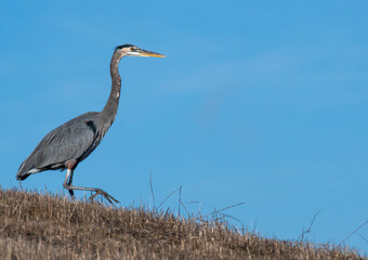 Great Blue Heron Walking Down The Hill