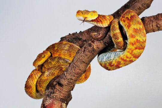 CalPhotos: Atheris squamigera; Green Bush Viper