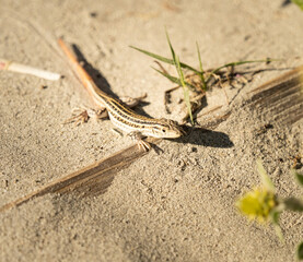 Retrato de una lagartija