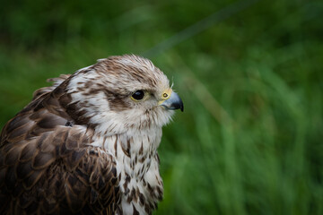 A Peregrine falcon closeup in a falcrony in saarburg, copy space