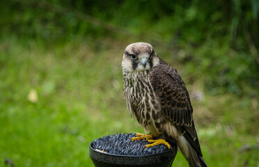 A Peregrine falcon closeup in a falcrony in saarburg, copy space