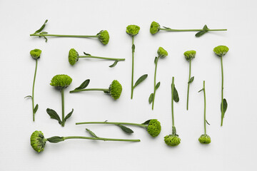 Composition with beautiful flowers isolated on white background