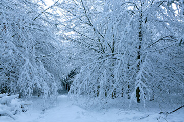 Winter forest with white trees covered with snow .