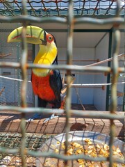 yellow billed toucan