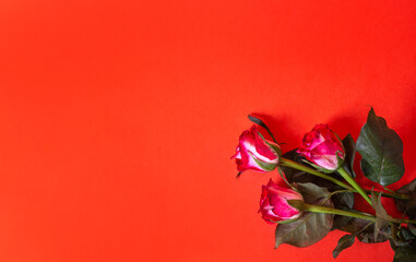 Fototapeta na wymiar three pink roses on a red background top view