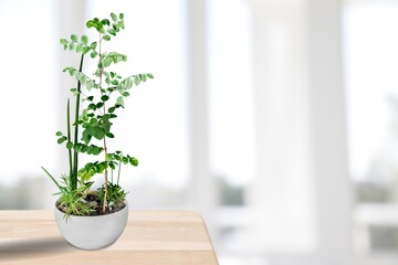 A plant flower in a ceramic pot stands on the table at home.