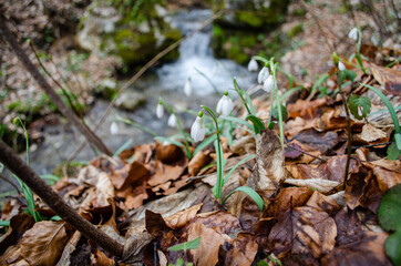 Snowdrops in the forest