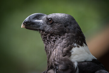 A vulture raven closeup in a falcrony in saarburg, copy space