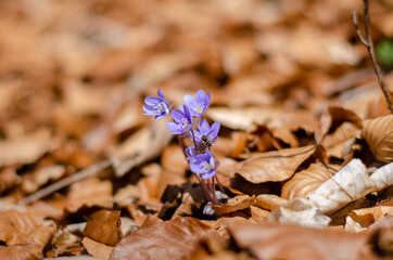 Wild purple flower in the forrest