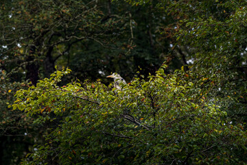 Grey Heron in Northern Ireland