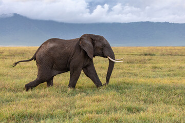 Fototapeta na wymiar An Adult Elephant Running Across a Grassy Plain in Ngorongoro Crater, Tanzania, Africa