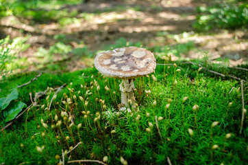Mushroom in the forest