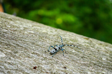 Alpine longhorn beetle sitting on tree
(Rosalia longicorn/Rosalia alpina)