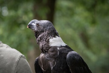A vulture raven closeup in a falcrony in saarburg, copy space