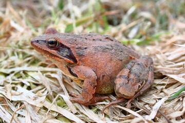 agile frog (Rana dalmatina) female during the breeding season on natural habitat