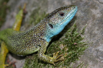 Naklejka na ściany i meble European green lizard (Lacerta viridis) in natural habitat