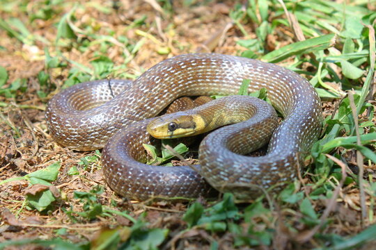 Aesculapian snake (Zamenis longissimus) in natural habitat