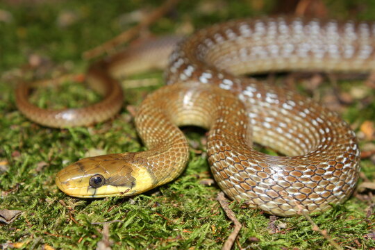 Aesculapian snake (Zamenis longissimus) in natural habitat