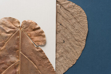 two leaves and paper