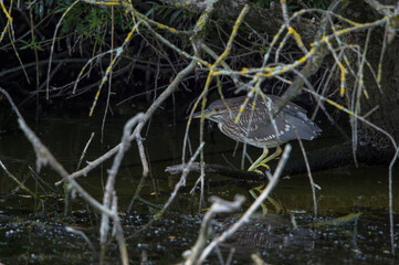 Black-crowned Night Heron (Nycticorax nycticorax) juvenile perched on a tree trunk above water foraging