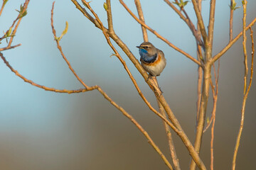 Bluethroat (Luscinia svecica) male perched on a twig from White Willow (Salix alba) tree